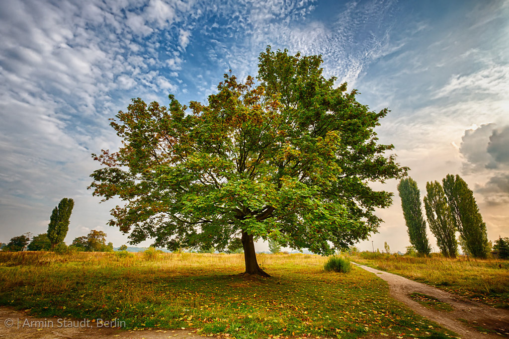 HDR shoot of a marple tree in a park