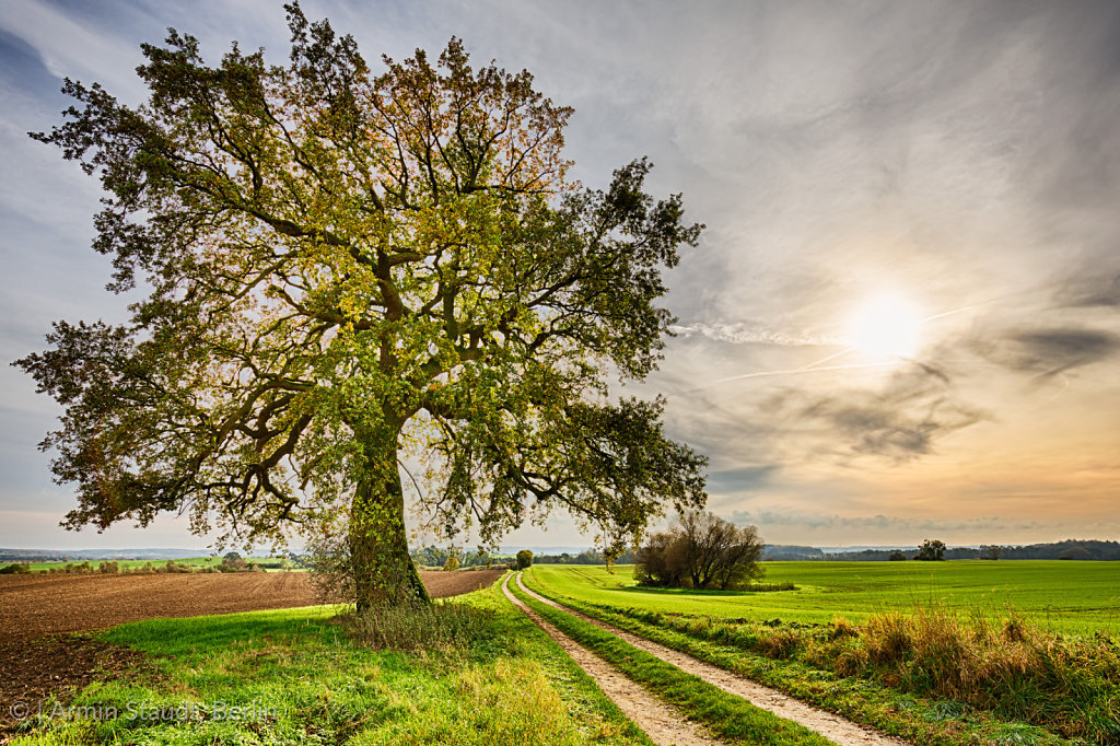 hdr shoot of a lime tree near a road and fields in autumn