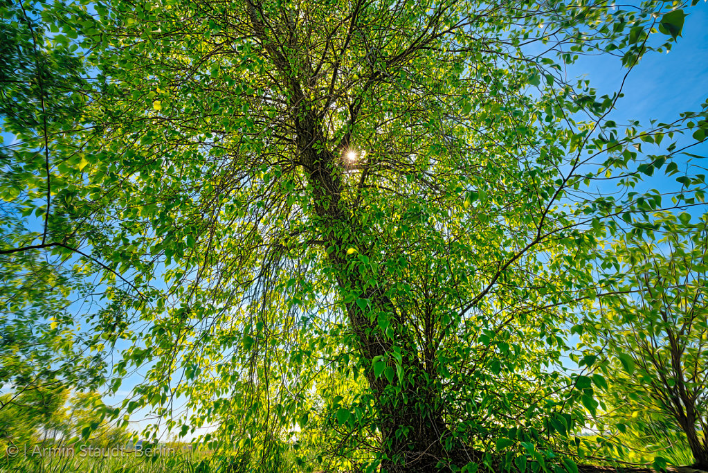 the sun behind a tree with spring leaves