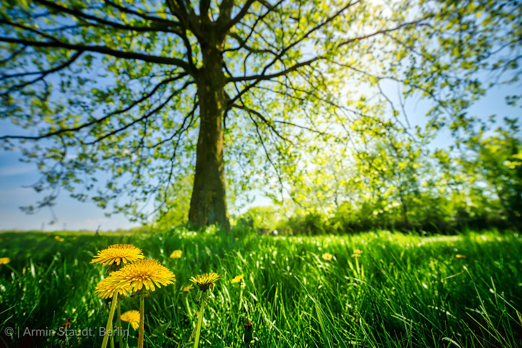 laying in the shadow of a tree and looking at dandelions