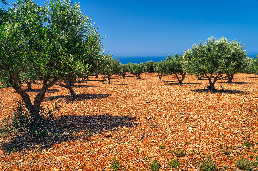 field of olive trees on stony red ground